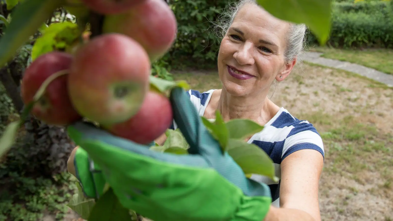 Nicht nur im Herbst: Auch im Frühjahr lassen sich Obstbäume erfolgreich pflanzen. (Foto: Christin Klose/dpa-tmn)