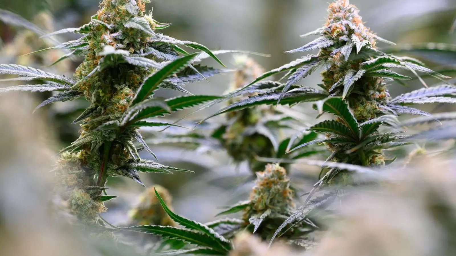 15 Cannabispflanzen fanden Beamte bei einem jungen Mann in der Wohnung. (Symbolbild) (Foto: Hendrik Schmidt/dpa)