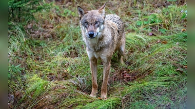 Ein Wolf ist in die Innenstadt von Füssen gelaufen. (Archivbild) (Foto: Armin Weigel/dpa)