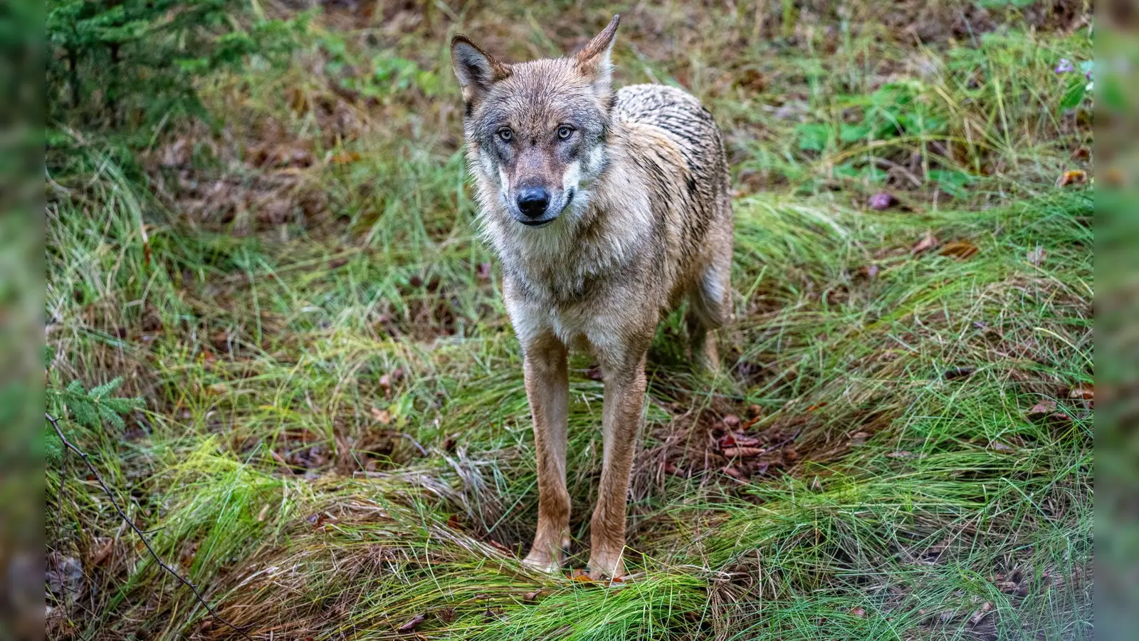 Ein Wolf ist in die Innenstadt von Füssen gelaufen. (Archivbild) (Foto: Armin Weigel/dpa)