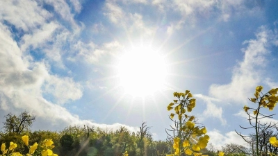 Ein Rapsfeld leuchtet gelb im Sonnenschein. (Foto: Christoph Reichwein/dpa)