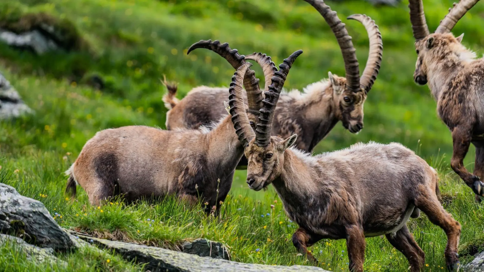 Seit eine Herde Steinböcke 1960 im Nationalpark Hohe Tauern ausgesetzt wurde, hat sich ihr Bestand sehr schnell entwickelt. (Foto: Nationalpark Hohe Tauern/dpa-tmn)