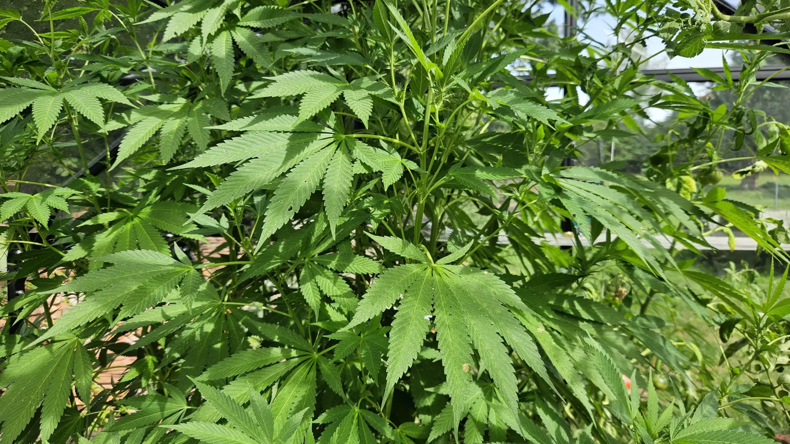 Eine 64-jährige Frau aus Ansbach besaß mehrere Cannabisprodukte, -pflanzen und -samen.  (Symbolbild: Wolfgang Grebenhof)