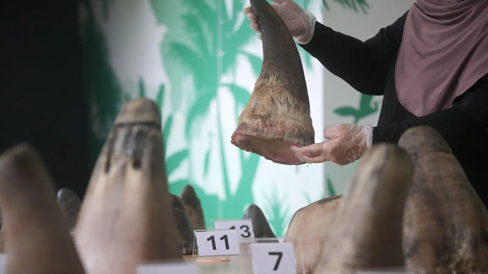 Die Hörner von Nashörnern sind heiß begehrt - vor allem in Asien. (Foto: Then Chih Wey/XinHua/dpa)