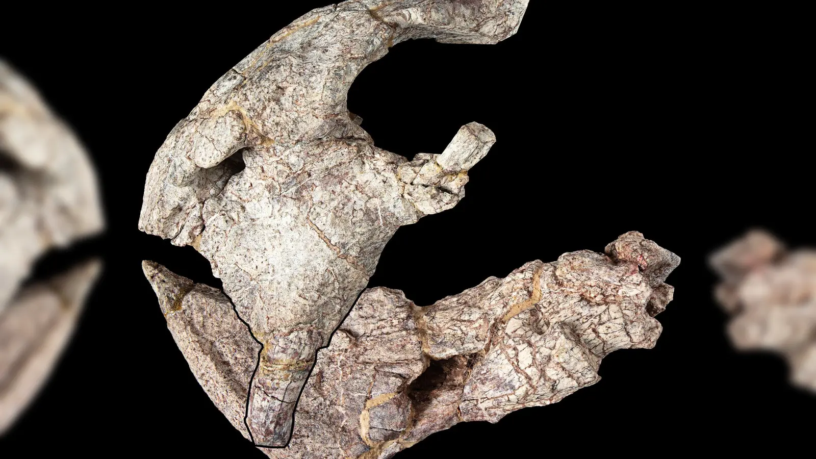 Die Überreste - die Vorderseite des Schädels und Unterkiefers - stammen aus den Manda Beds im Süden Tansanias.  (Foto: onathan Jackson, Hady George/University of Bristol/dpa)