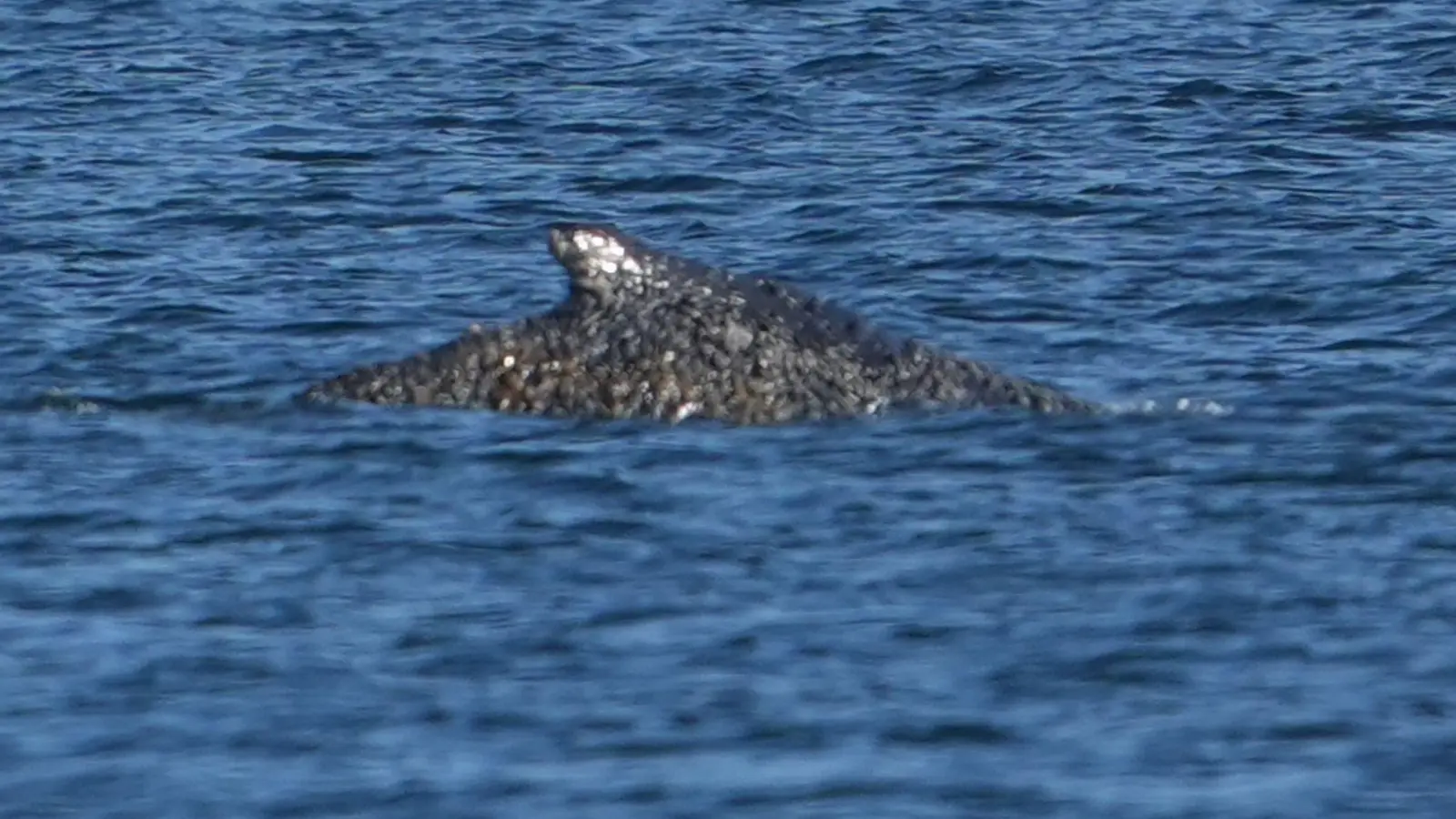 Der Buckelwal konnte sich befreien und schwimmt nun in der Lübecker Bucht. (Foto: Marcus Brandt/dpa)