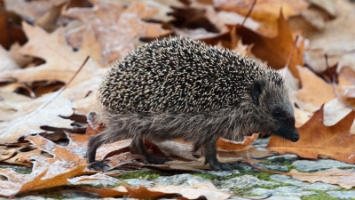 In der kühleren Jahreszeit sind Igel häufiger in Siedlungen und Gärten unterwegs und laufen Gefahr, vom Verkehr erfasst zu werden. (Foto: Robert Schlesinger/dpa-Zentralbild/dpa-tmn)