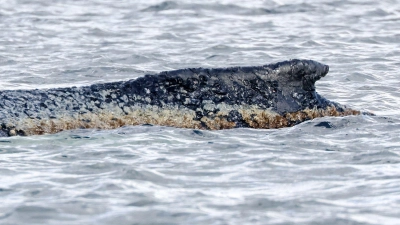 Für den Wal scheint es keine Hoffnung mehr zu geben. (Archivbild) (Foto: Bodo Marks/dpa)