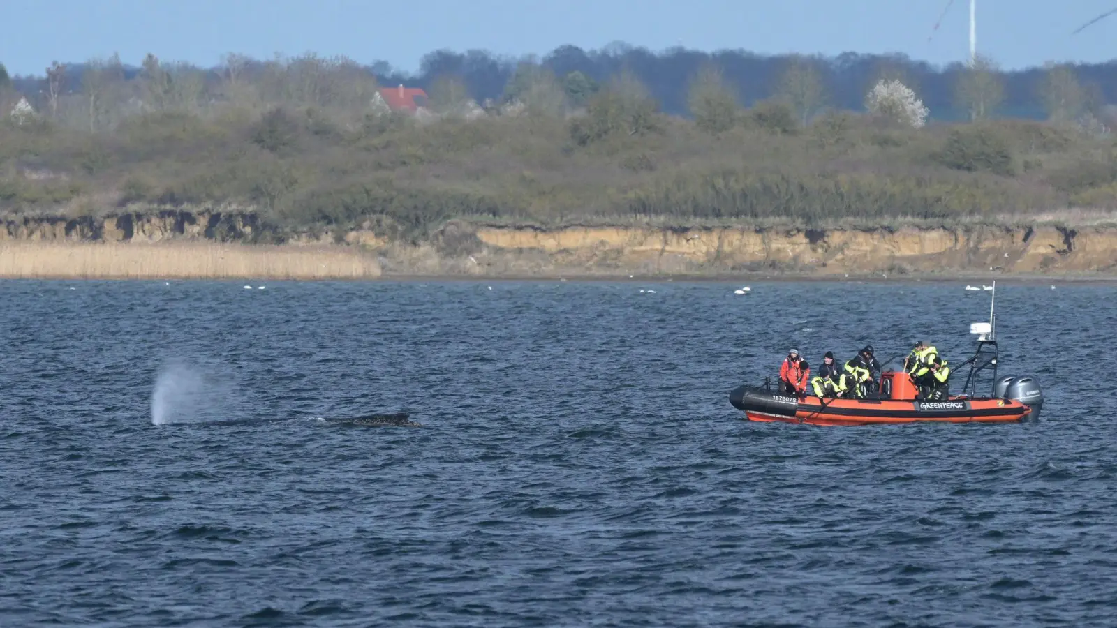 Buckelwal wurde erneut gesichtet.  (Foto: Stefan Sauer/dpa)