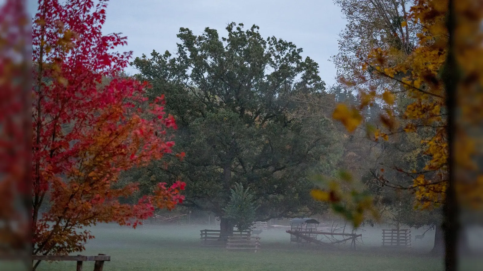 Nach dem Nebel soll die Sonne herauskommen. (Symbolbild) (Foto: Daniel Vogl/dpa)