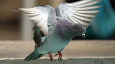 Mindestens 15 Tauben mussten gerettet werden. (Symbolbild) (Foto: Malin Wunderlich/dpa)