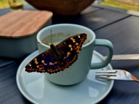 Sommergast beim Frühstück - gesehen in Ipsheim (Foto: Ernst Ripka )
