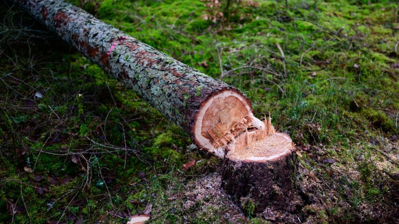 Umgemacht und abtransportiert: Elf hohe Bäume wurden aus einem Waldstück bei Windelsbach gestohlen. (Symbolbild: Philipp Schulze/dpa)