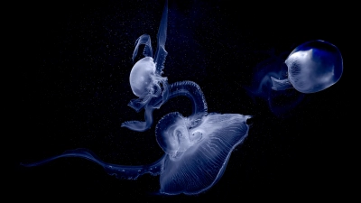 Das Bild des Jahres stammt von Rainer Adolf und zeigt Quallen im Hagenbecks Tierpark in Hamburg. (Foto: Rainer Adolf)