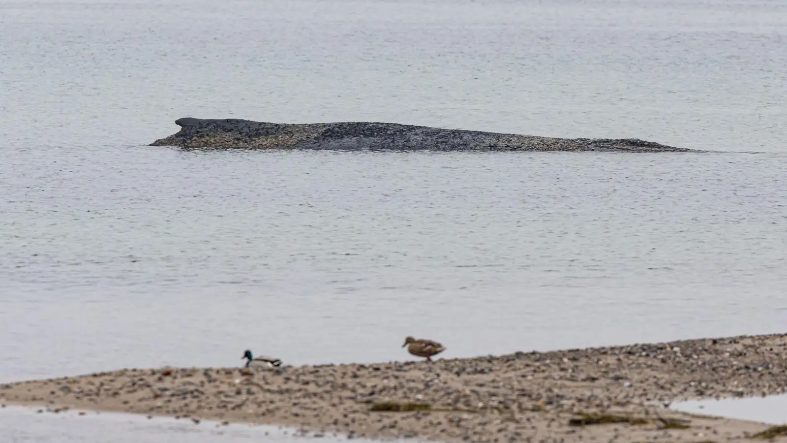 Auch am Morgen lag der Wal auf der Sandbank vor Niendorf.  (Foto: Ulrich Perrey/dpa)