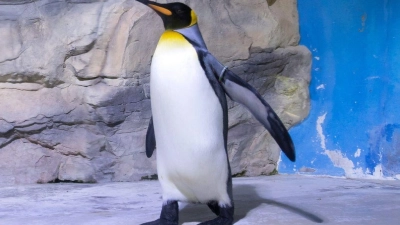 Königspinguine in der Polarwelt im Tierpark Hellabrunn. Der Pinguin-Gang verleiht Stabilität und bringt einen bei Glätte sicherer ans Ziel. (Foto: Peter Kneffel/dpa/dpa-tmn)