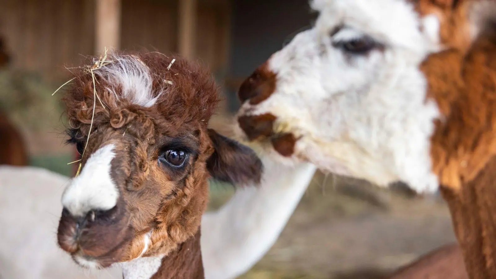 Um die Tiere auf einem Hof eines Landwirts im Landkreis Ansbach bahnt sich ein juristisches Gezerre an. (Symbolbild: Helmut Fricke/dpa)
