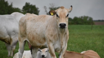 Bayern arbeitet an „Tiercheck-Tool“: Die bisherige Praxis der Bescheinigung mittels Vorzertifikat beim Handel mit Zucht- und Nutzrindern aus dem Freistaat werde damit überflüssig. (Foto: Silvia Schäfer)