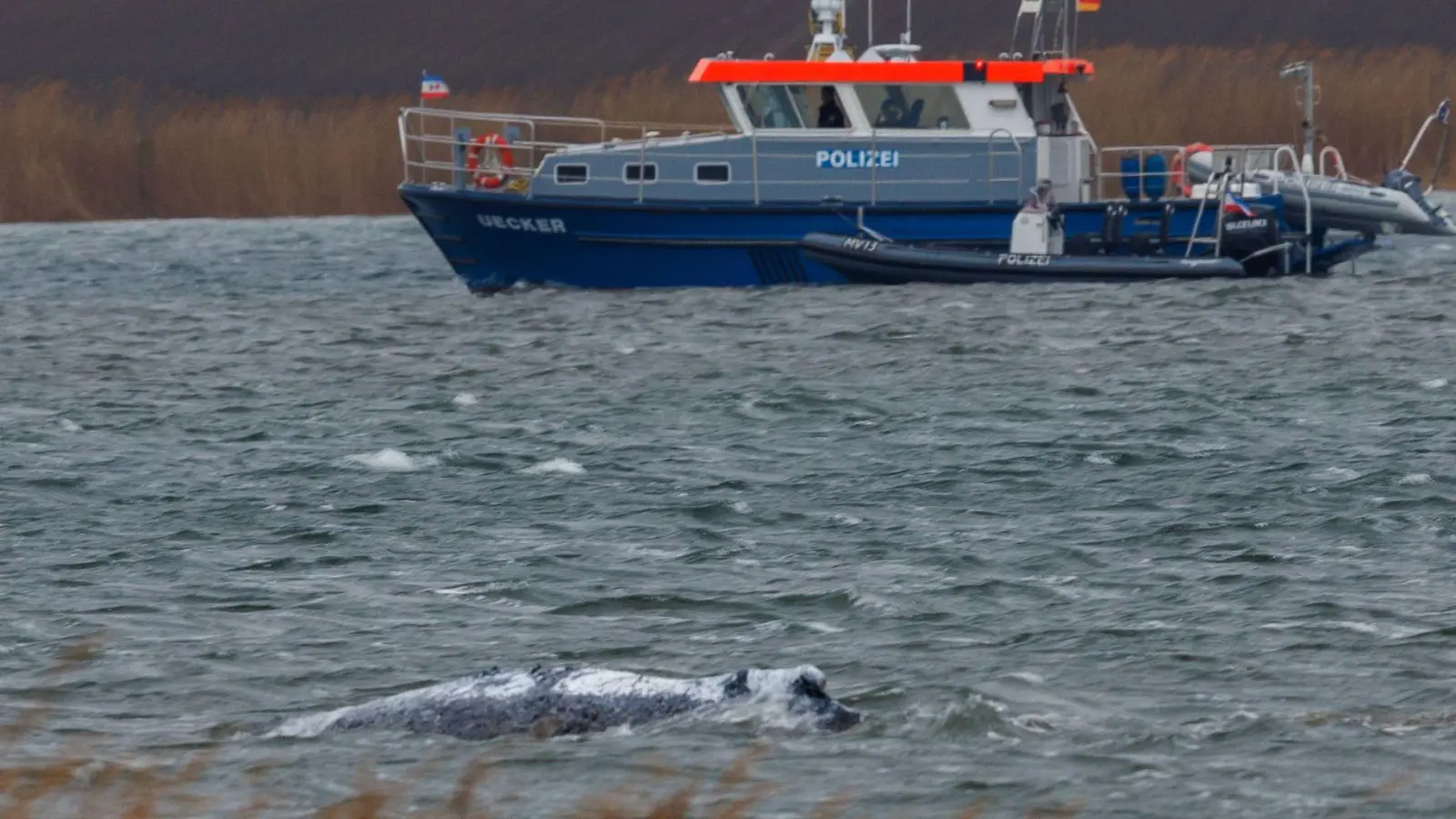Der Buckelwal vor der Insel Poel schwimmt frei.  (Foto: Jens Büttner/dpa)