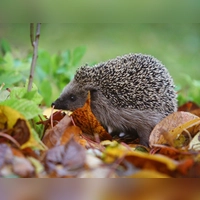 Futtersuche vor dem Winterschlaf: Im Herbst fressen sich Igel Energiereserven für die kalte Jahreszeit an. (Foto: Karl-Josef Hildenbrand/dpa)