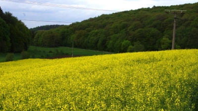 Die Rapspflanzen schießen in die Höhe, und so werden bald wieder die gelb blühenden Rapsfelder in der Landschaft leuchten und die Bienen anlocken. (Foto: Fritz Arnold)