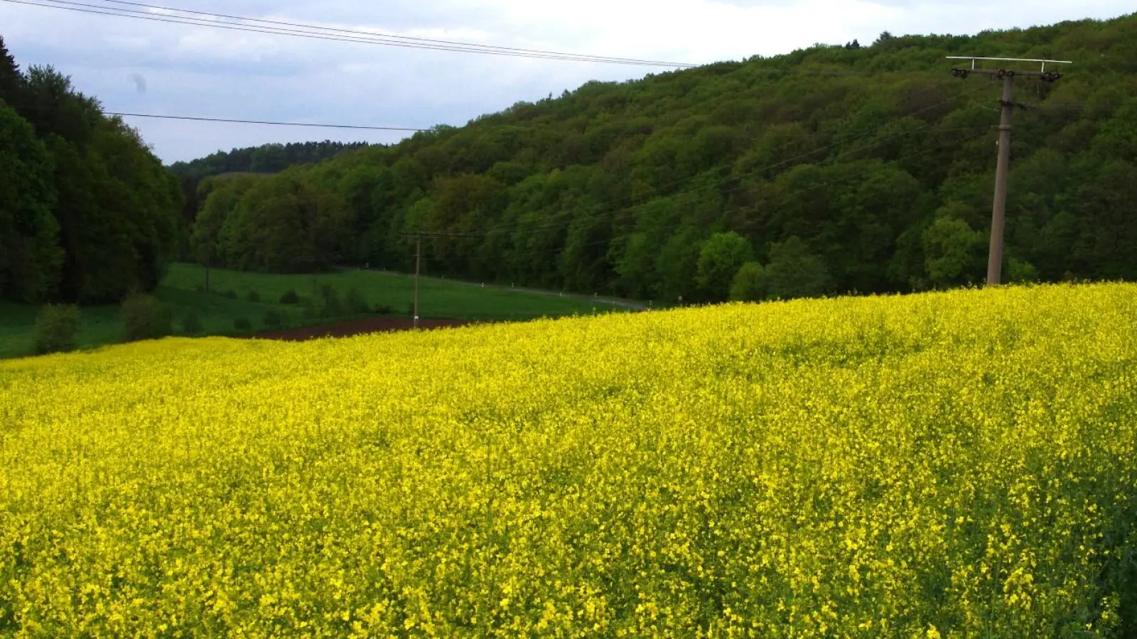 Die Rapspflanzen schießen in die Höhe, und so werden bald wieder die gelb blühenden Rapsfelder in der Landschaft leuchten und die Bienen anlocken. (Foto: Fritz Arnold)