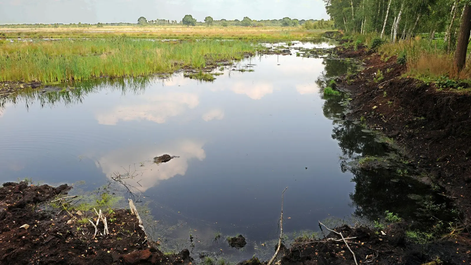 Ein intaktes Moor bindet klimaschädlichen Kohlenstoff und schützt somit das Klima. (Archivbild) (Foto: picture alliance / dpa)