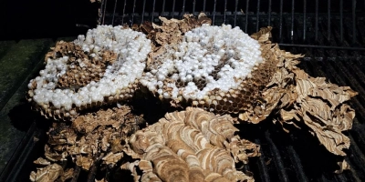In einem Smoker wurde das Nest der Asiatischen Hornissen gefunden, hier zu sehen nach der Entfernung. (Foto: Marcel Budaker)