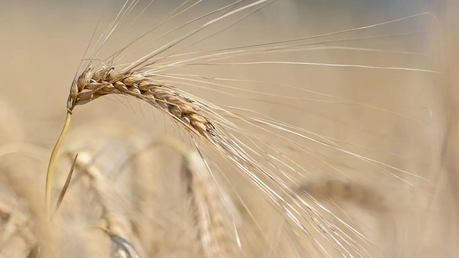 Gerste eignet sich nicht gut zum Backen, passt aber in Salate oder Bratlinge. (Foto: Patrick Pleul/dpa/dpa-tmn)