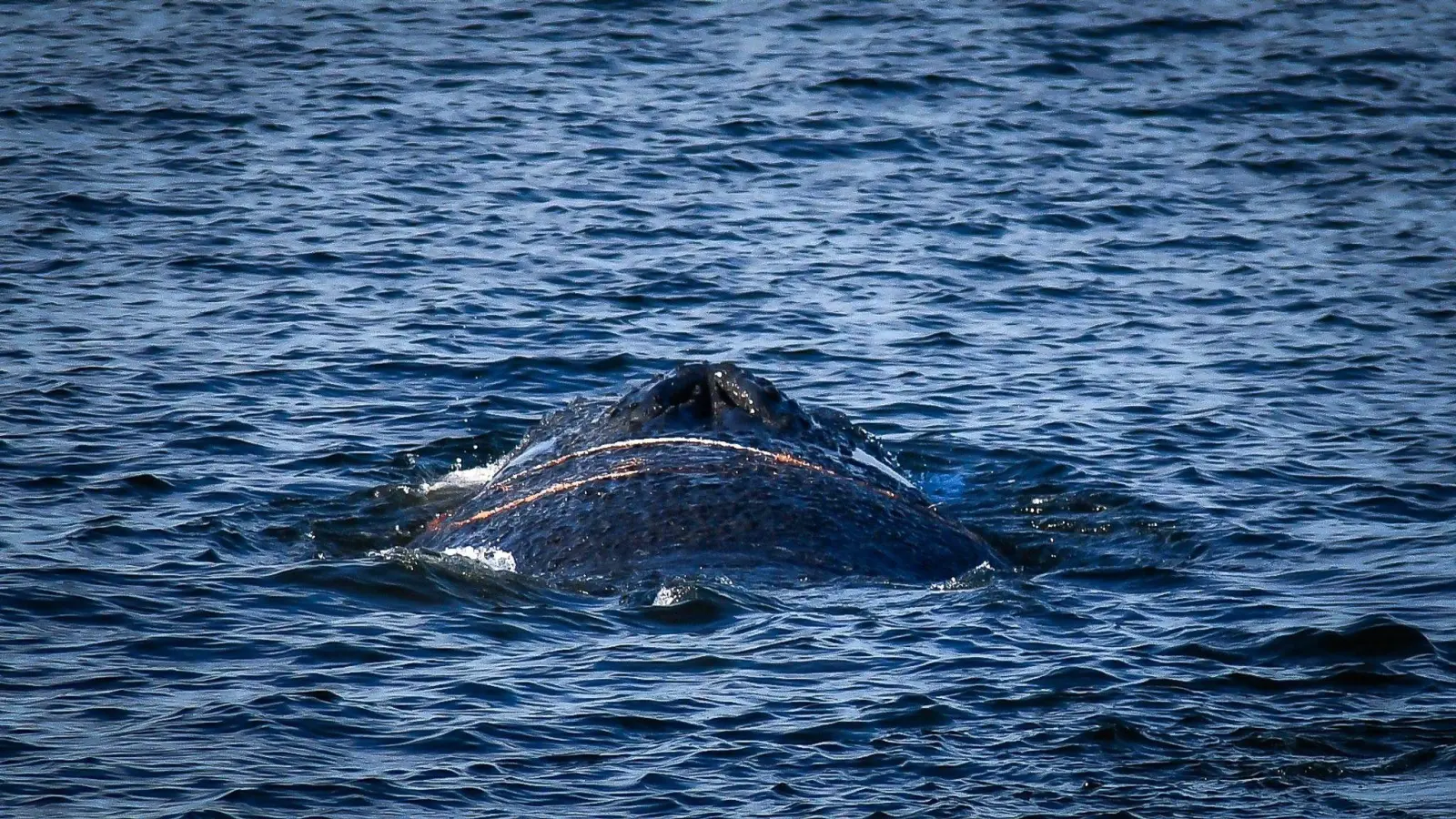 Es handelt sich um einen zehn bis zwölf Meter langen Finnwal.  (Foto: Tom Schultz/WISMAR.FM/dpa)