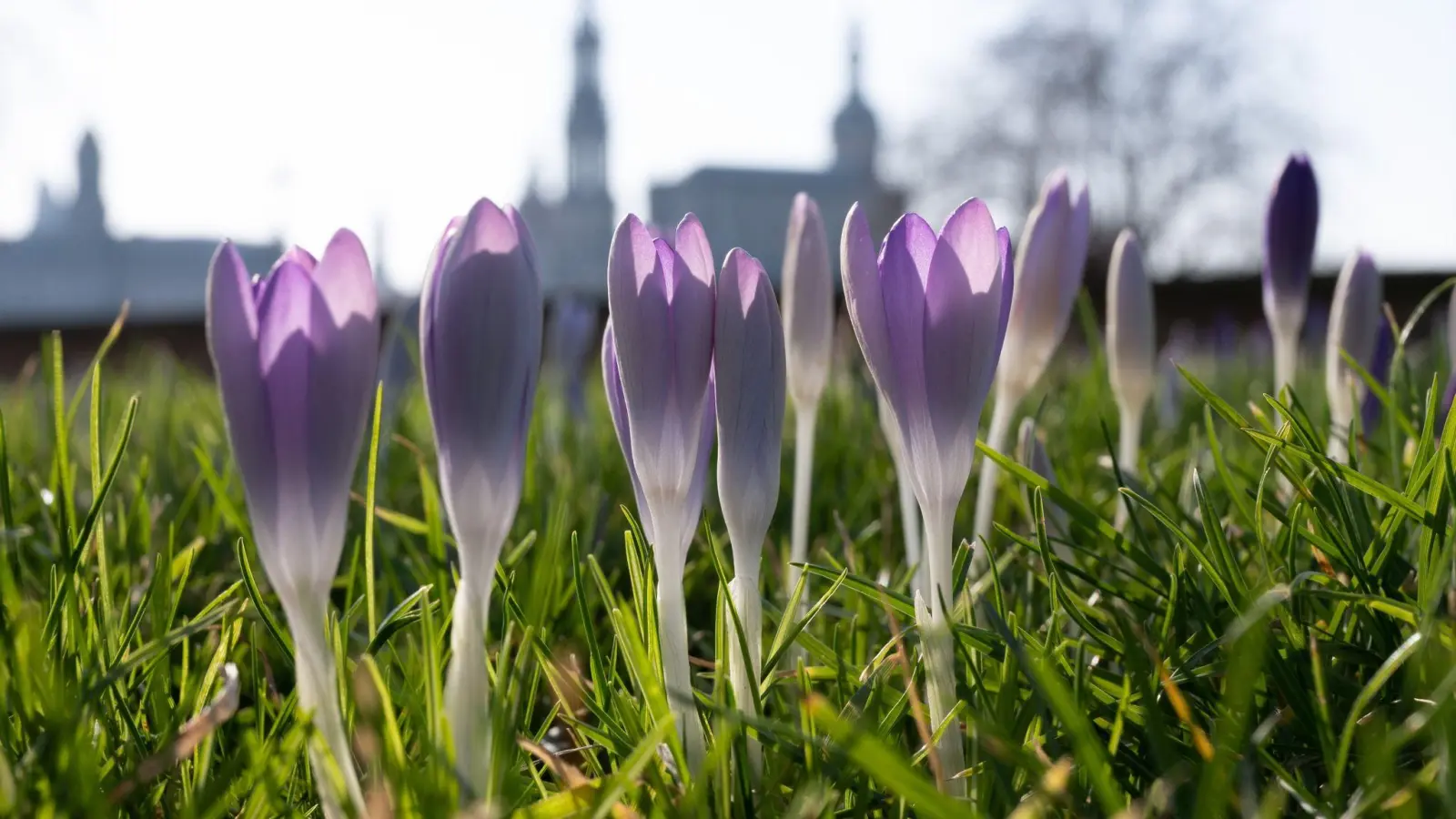 Krokusse vor der Kulisse der Dresdner Altstadt. (Foto: Sebastian Kahnert/dpa-Zentralbild/dpa)