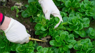 Am Gärtnerhof „Reginswind” verschwanden nachts ganze Salatbeete. (Symbolbild: Patrick Pleul/dpa/dpa-tmn)