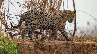 Jaguare in Brasilien sind laut UN ein Beispiel für eine Erfolgsgeschichte beim Schutz und Wiederaufbau von Ökosystemen. (Foto: Andre Penner/AP)