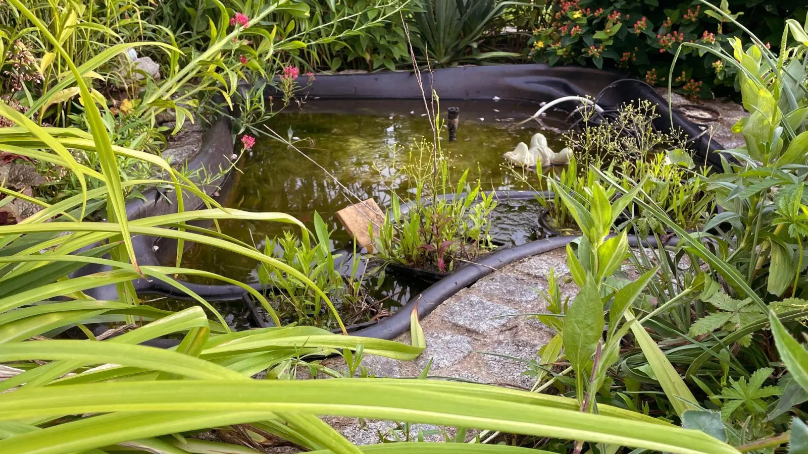 Miniteiche sind dekorativ und beleben Gärten und Terrassen. (Foto: Julia Bresching/dpa-tmn)