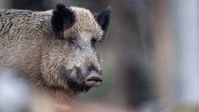 Ein Wildschwein steht im Tier-Freigelände im Nationalparkzentrum Lusen im Wald. (Foto: Lino Mirgeler/dpa)