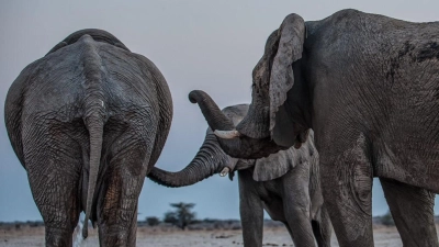 Drei Elefantenmännchen begrüßen sich am Mushara-Wasserloch in Namibia. (Foto: Caitlin O’Connell-Rodwell/Tim Rodwell/dpa)