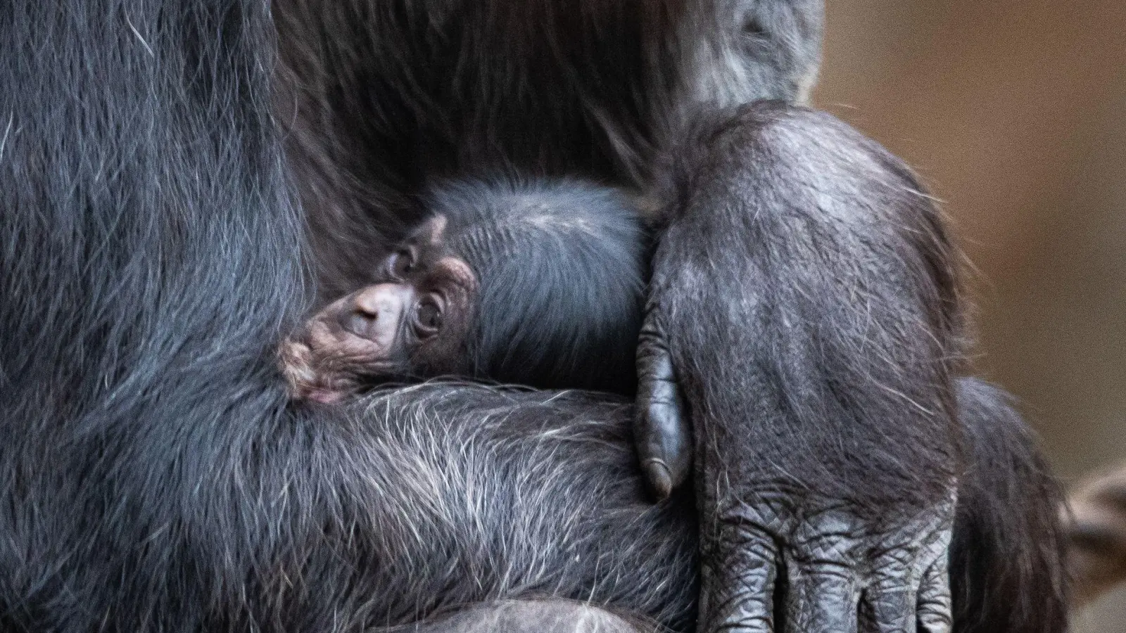 Ein Schimpansenbaby wie dieses wurde auch im Tierpark Hellabrunn geboren. (Symbolbild) (Foto: Friso Gentsch/dpa)