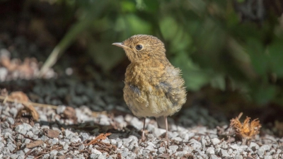 Nicht jeder Jungvogel, der nicht fliegt, sollte von Menschen angefasst werden. (Archivfoto: LBV/Ralph Sturm)