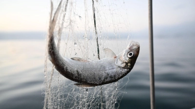 Noch ein Jahr lang sollen die Fische geschont werden. (Archivbild)  (Foto: Felix Kästle/dpa)