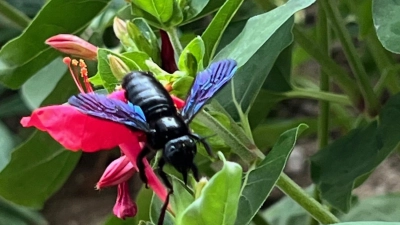 Die Blaue Holzbiene brummt laut beim Fliegen. Die nunmehr größte heimische Wildbiene ist aus dem Süden eingewandert. Ihre Flügel schimmern im Sonnenlicht blau, ansonsten ist sie schwarz. (Foto: Manuela Raabe)