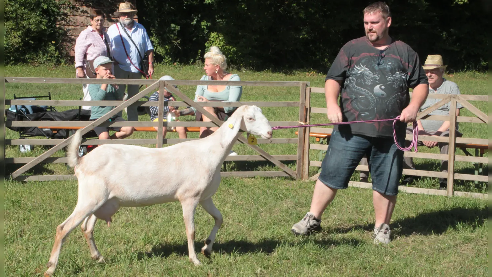Züchter Günther Zill beeindruckte die Preisrichter mit seiner Anglo-Nubier-Ziege Marlids. Sie hat beim Ziegentag den ersten Platz belegt. (Foto: Hans-Bernd Glanz)