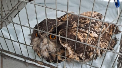 Am 30. Juli wurde der Fund dieses kranken Uhus gemeldet. Das Foto zeigt ihn beim Tierarzt. Einen Tag später war er tot. (Foto: Margareta Loscher)