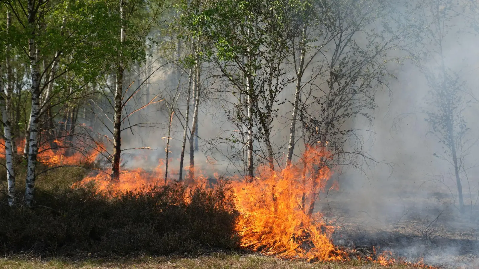 Der Waldbrand in Jüterbog in Brandenburg breitet sich aus (Foto: Manuel Genolet/dpa)