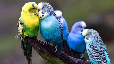 Zu zweit ist man weniger allein: Wellensittiche sind gesellig und sollten nicht einzeln gehalten werden. (Foto: Jens Kalaene/dpa/dpa-tmn)