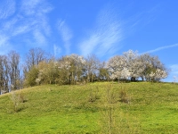 Frühlingsfarben - gesehen in Beerbach (Foto: Ingrid Weis)