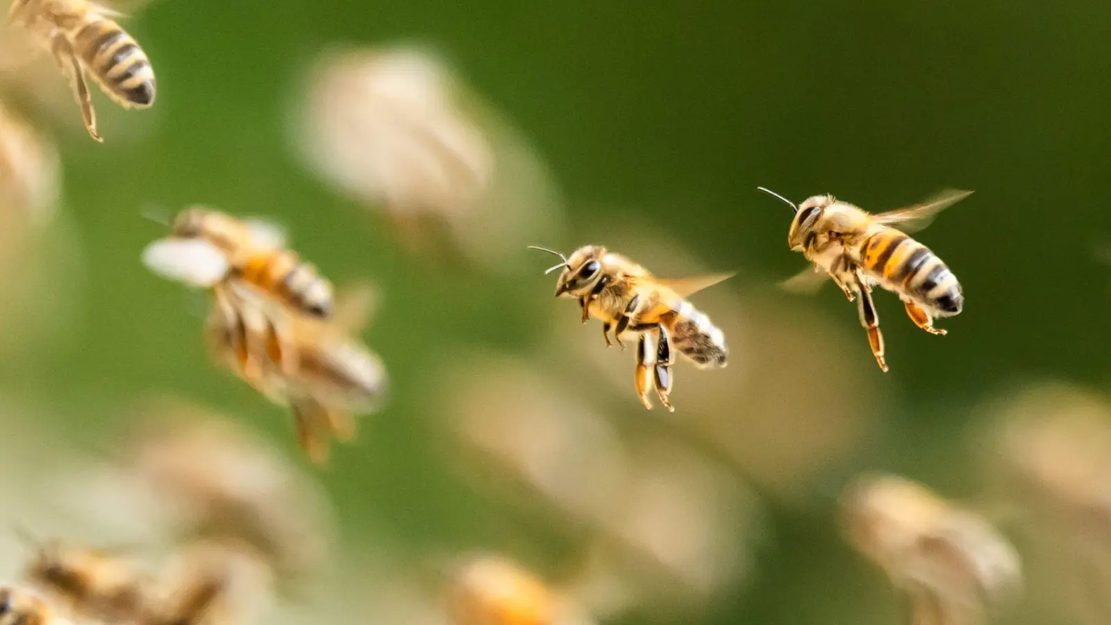 Ein riesiger Bienenschwarm ist durch eine israelische Kleinstadt gezogen. (Symbolbild) (Foto: Silas Stein/dpa)