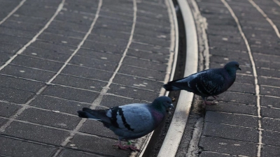 An vielen Stellen geht es gerade darum, wie der Wohlstand verteilt wird, und die Stimmung ist mitunter gereizt. Sind da auch Streiks in Deutschland mittlerweile härter als früher? (Foto: Joerg Carstensen/dpa)