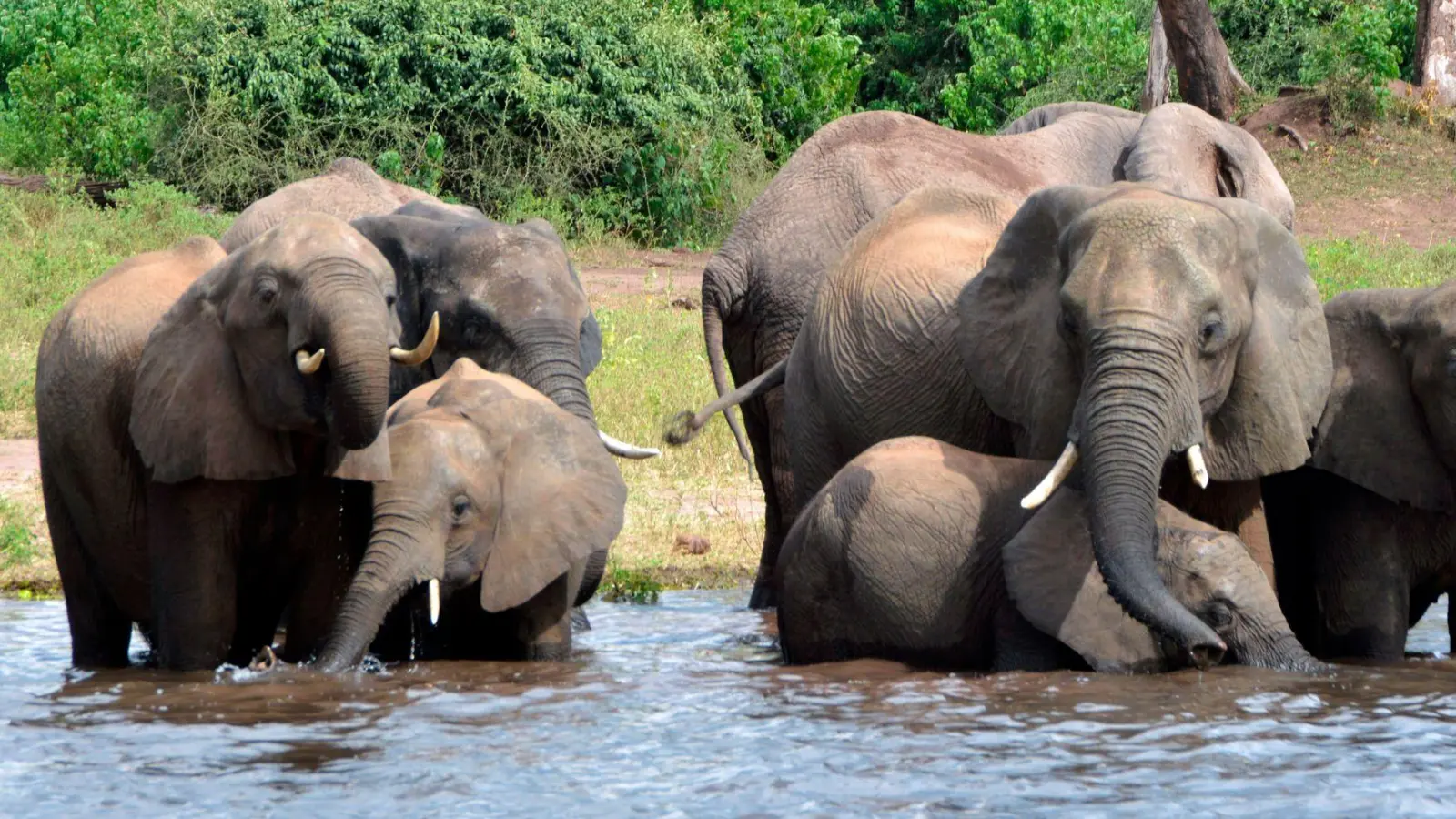 Elefanten trinken Wasser im Chobe-Nationalpark. (Archivbild) (Foto: Charmaine Noronha/AP/dpa)