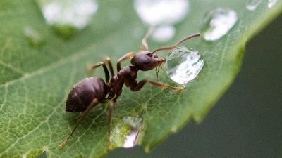 Ameisen sind zwar in der Wohnung lästig, im Garten sind sie aber durchaus nützlich. (Foto: Silas Stein/dpa/dpa-tmn)