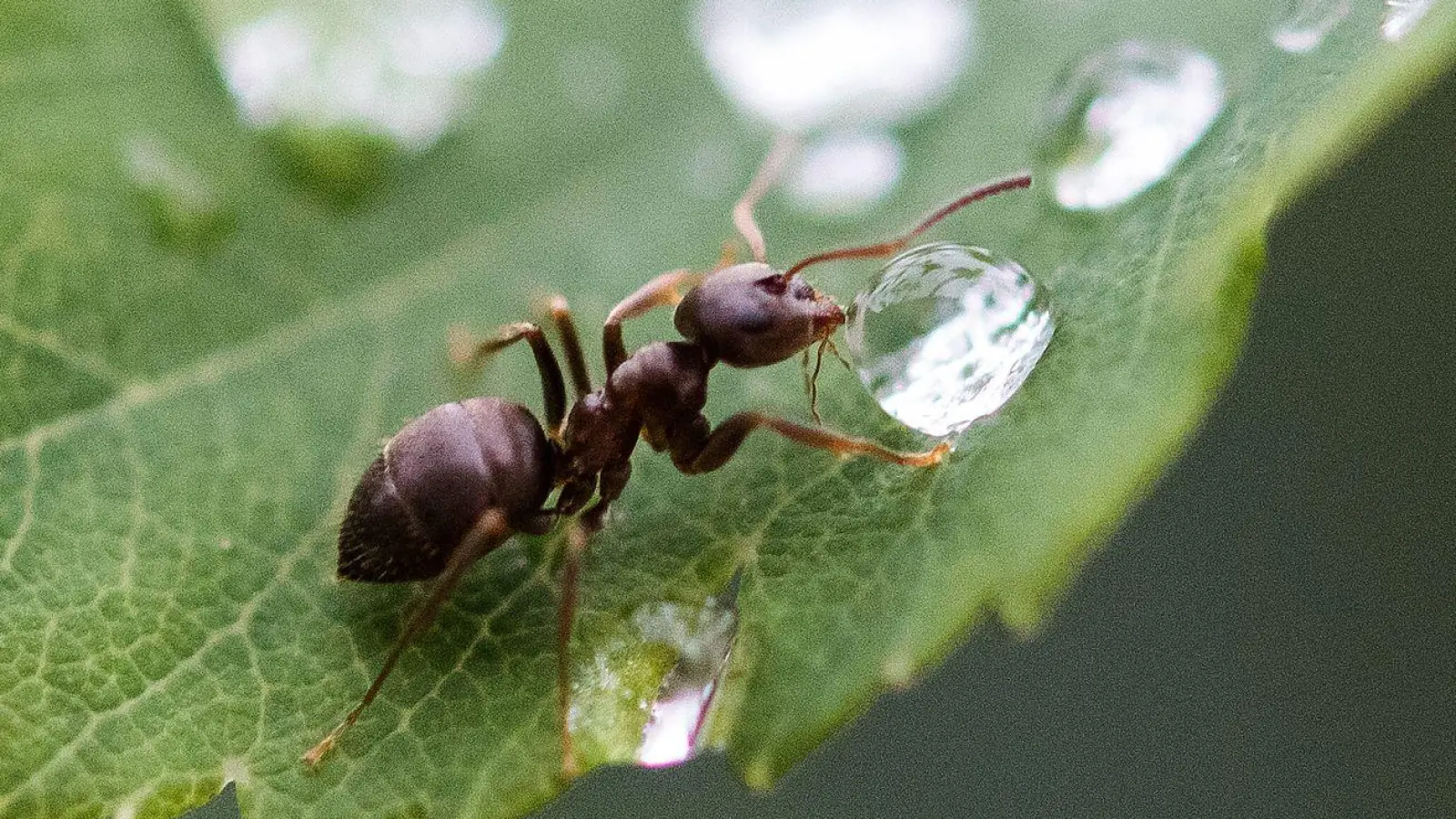 Ameisen sind zwar in der Wohnung lästig, im Garten sind sie aber durchaus nützlich. (Foto: Silas Stein/dpa/dpa-tmn)